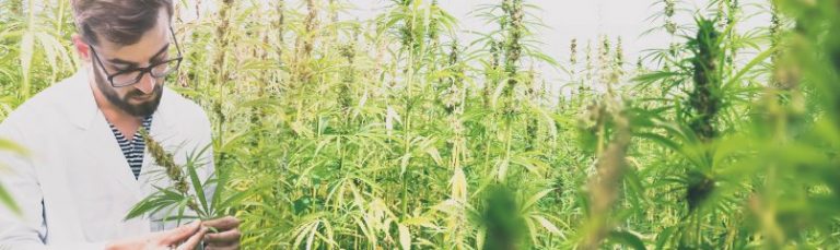 man looking at cannabis field