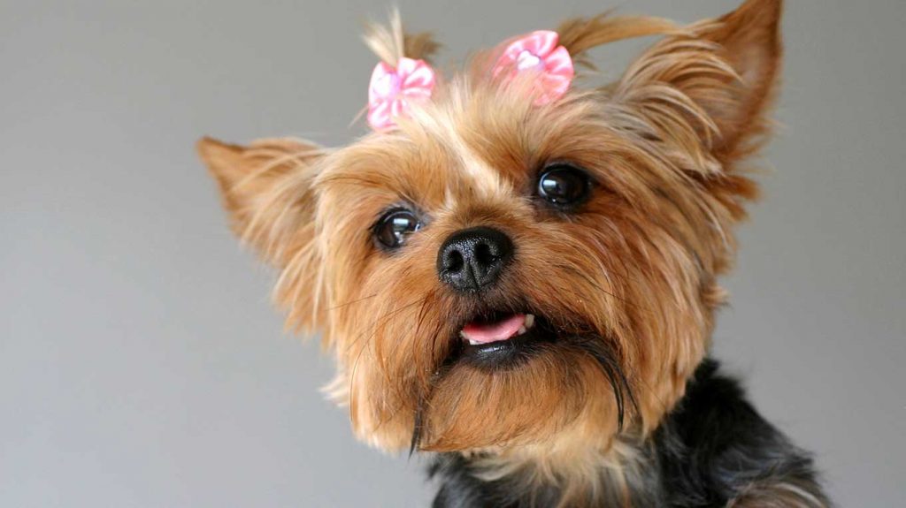 Groomed yorkie