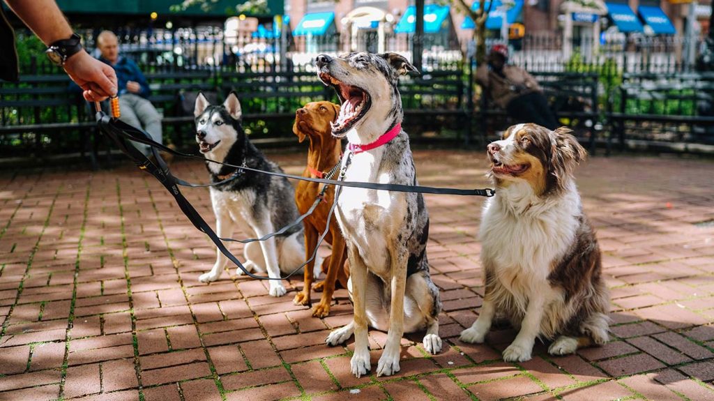 Group of dogs on leashes sitting