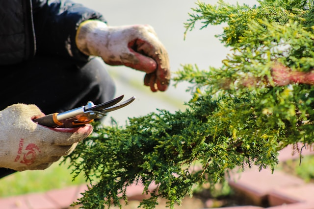 a landscaper with gloved hands snips a hedge