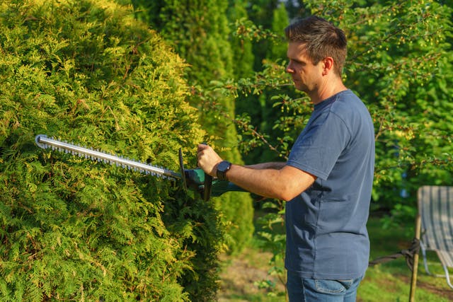 a man cuts a hedge with trimmer