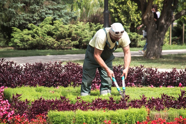 man hunched over pruning flowers in a garden